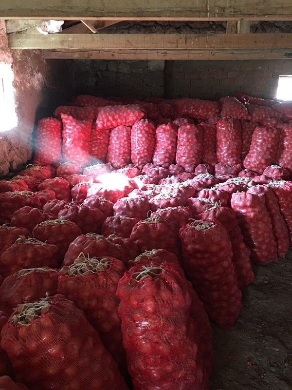 Turkish Resistant Onion