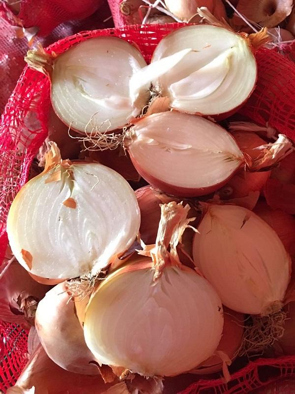 Turkish Resistant Onion   
