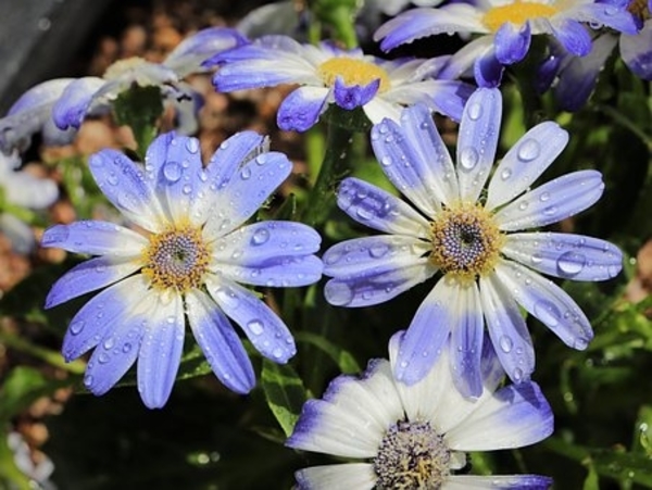 Cut Flowers