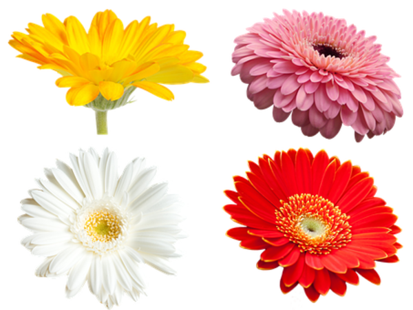 Cut Flowers