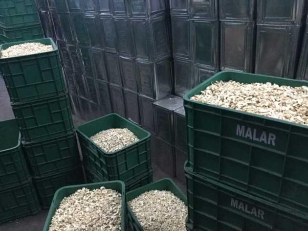 Raw And Processed Cashew Nuts For