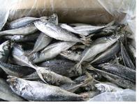 Frozen horse mackerel
