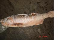 Frozen red threadfin