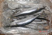 Frozen spanish mackerel