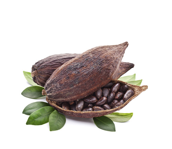 Cocoa Powder
