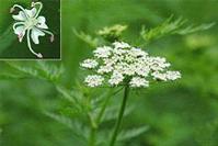 Common cnidium