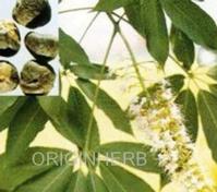 Black Cohosh