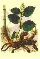 Giant knotweed extract & Resveratrol