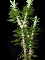 Huperzia Serrata extract & Huperzine A