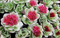 Rhodiola rosea extract