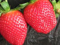 Strawberry extract