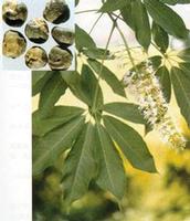 Horse Chestnut extract