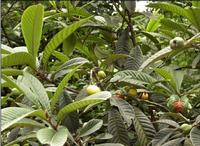 Eriobotrya japonica leaf extract & Ursolic acid