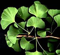 Ginkgo Biloba extract