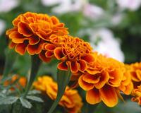 Zeaxanthin
