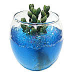 water beads
