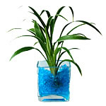Living color crystal soil