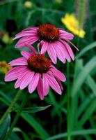 Echinacea Purpurea extract