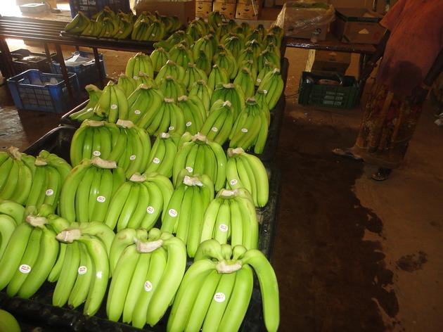 Cavendish Banana