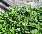 Bilberry extract