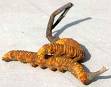 Cordyceps extract
