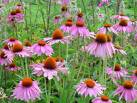 Echinacea extract