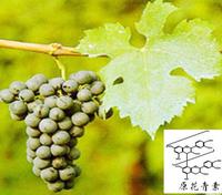 Grape Seed extract & 95% OPC