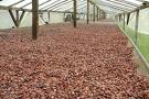 cocoa beans