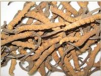 Cordyceps Sinensis Extract-Polysaccharides & Cordycepic acid