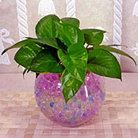 water beads
