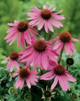  Echinacea purpure