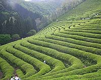 Green tea extract