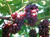 Grape Seed Extract