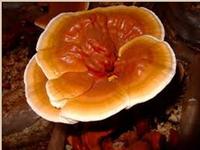 Reishi Mushroom Extract-Polysaccharides & Triterpenoids