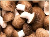 Shitake Mushroom Extract- Polysaccharides