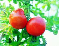 Lycopene
