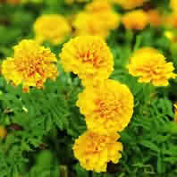 Marigold Oleoreisn