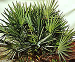 Saw palmetto extract