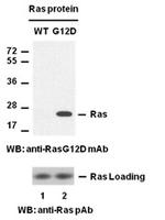 Anti-Ras(G12D) Mouse Monoclonal Antibody