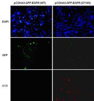 Anti-EGFR(G719S) Mouse Monoclonal Antibody