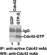 Configuration-specific Monoclonal Antibody Based Cdc42 Activation Assay Kit 