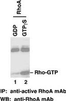 Configuration-specific Monoclonal Antibody Based RhoA Activation Assay Kit