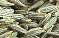 cummin seeds