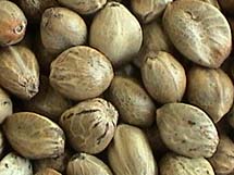 hempseeds