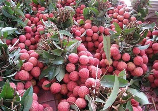 Lychee