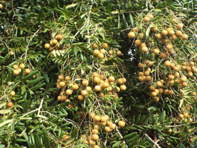 Longan Fruit