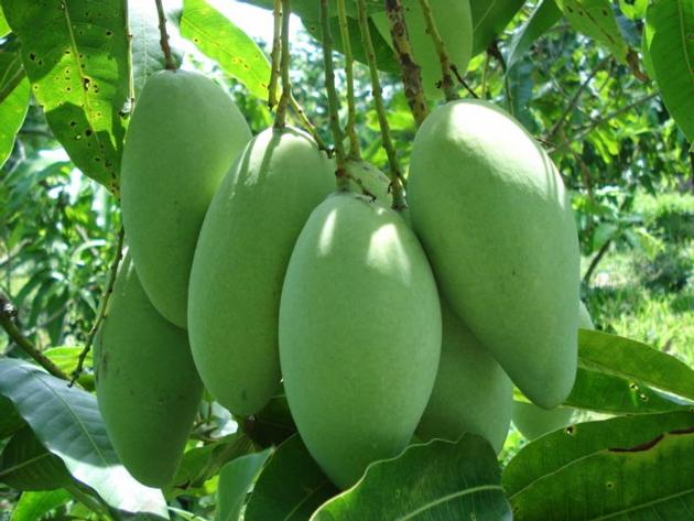 Mango