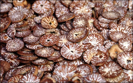 dry Areca Nut