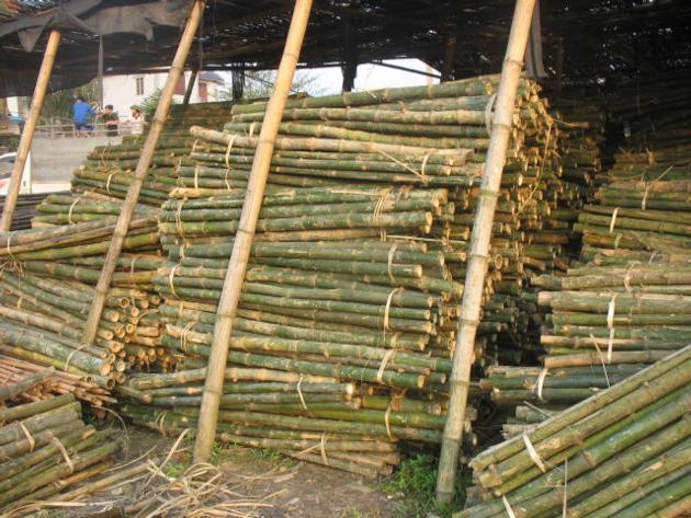 Bamboo
