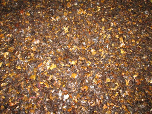 cashew nut shell after extraction